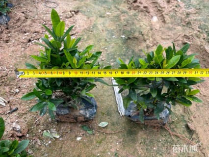 高度30厘米龙船花