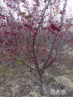 10公分北美海棠