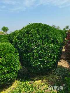 冠幅150厘米大叶黄杨球