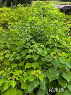 高度120厘米乌桕小苗