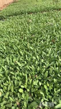 高度10厘米金鸡菊