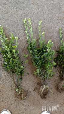 高度40厘米大叶黄杨