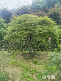 高度250厘米羽毛枫