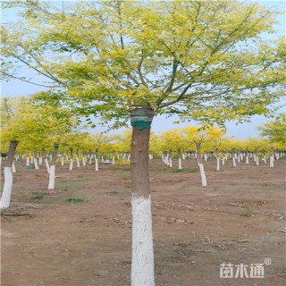 15公分金枝槐