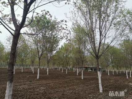 15公分元宝枫