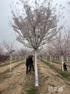11公分染井吉野樱