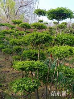 高度250厘米水蜡