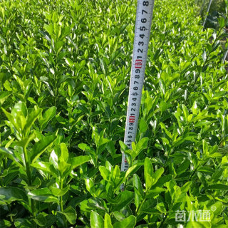 高度30厘米大叶黄杨杯苗