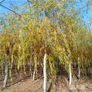 13公分金丝垂柳