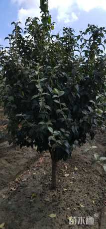 高度200厘米木绣球