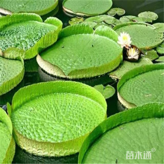 高度10厘米王莲