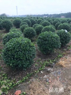 冠幅150厘米无刺枸骨球