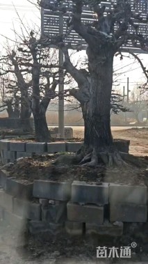 50公分银杏