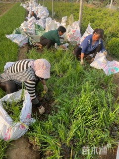 高度15厘米麦冬