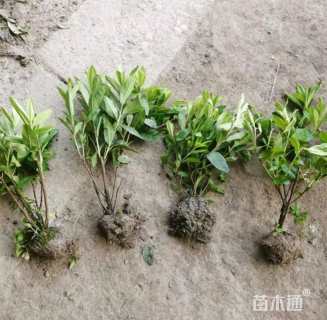 高度30厘米毛鹃