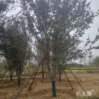 20公分刺槐