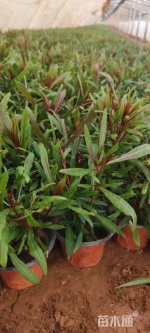 高度15厘米山桃草