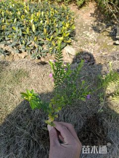 高度25厘米满天星