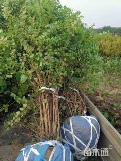 高度200厘米猬实