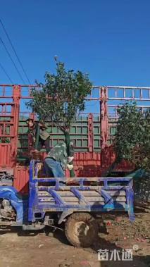 高度200厘米月季