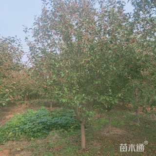 13公分绚丽海棠