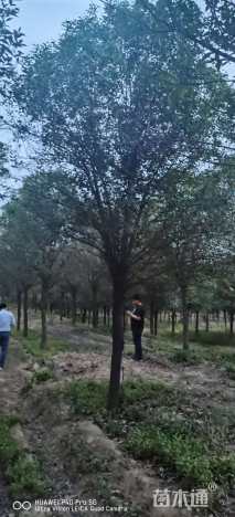 15公分大叶女贞