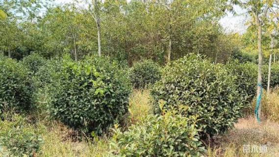 冠幅200厘米红叶石楠球