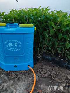 高度30厘米红王子锦带