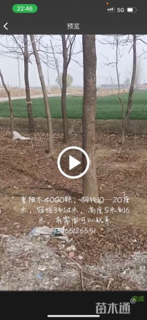 10公分重阳木