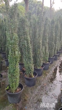 高度90厘米直立冬青