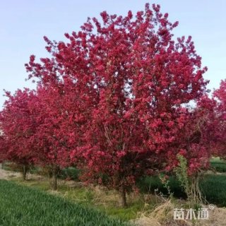 12公分绚丽海棠