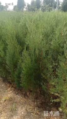 高度180厘米侧柏