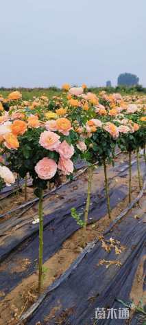 高度30厘米香水月季