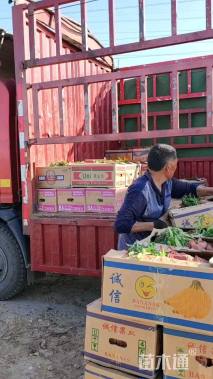 高度30厘米雏菊