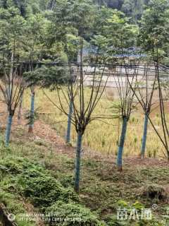 20公分黄山栾树
