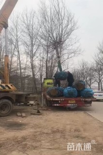 15公分杨柳
