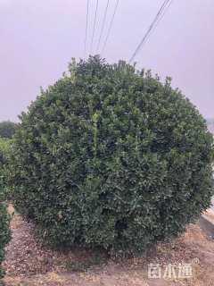 冠幅250厘米大叶黄杨球