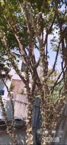 高度2500厘米嘉宝果