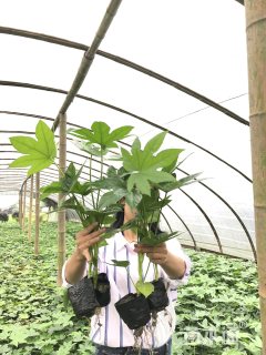 高度40厘米八角金盘