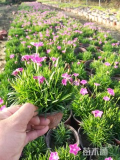 高度15厘米欧石竹
