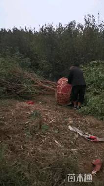 30公分(3杆)丛生乌桕