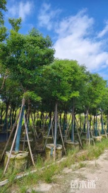 12公分香樟