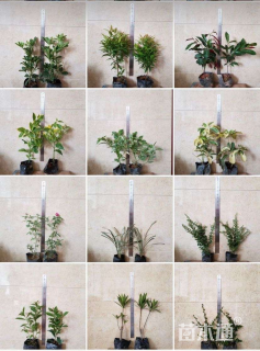 高度80厘米海芋