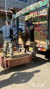 高度50厘米夹竹桃