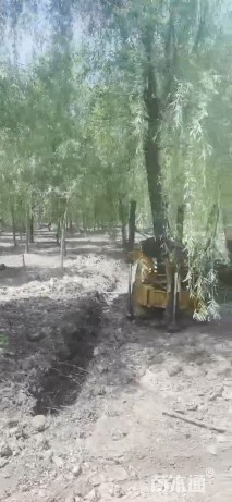 9公分垂柳