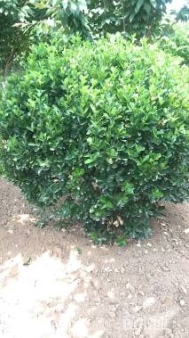 冠幅150厘米大叶黄杨球