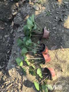 高度20厘米大吴风草