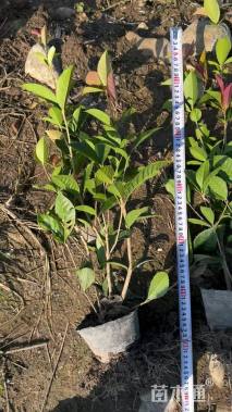 高度60厘米五彩桂花