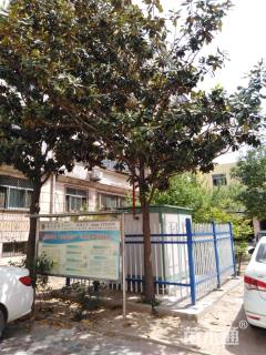 16公分耐寒广玉兰