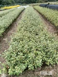 高度15厘米胡颓子